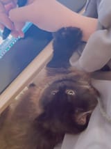 manio&#039;s pussy