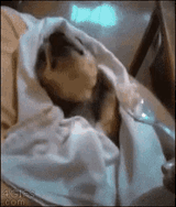 doggo-funny