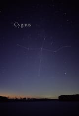 cygnus
