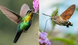 convergent-evolution-hover-flight-hummingbird-and-moth-two-column