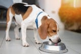 beagle-dog-drinking-water_PixieMe-Shutterstock