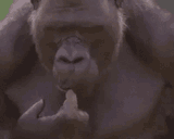 animals-thinking