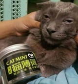 cat mint