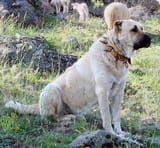 Kangal_dog_with_spikey_collar,_Turkey