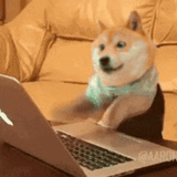 doge-type