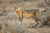 African-wild-cat-TNR