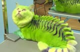 cat_dragon