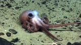 cute octopus
