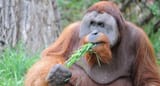 Orangutan_01_VOL_GETSFRID_19-1-1040x560