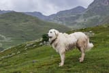 great-pyrenees-in-the-mountain_Paolo-Seimandi