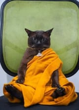 cat monk