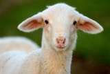 Ewe