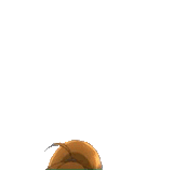 pop
