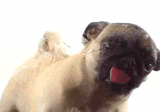 dog licc