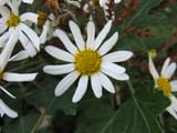1280px-Chrysanthemum_japonense2