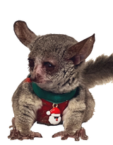 Fakingmonkey