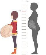 pregumin