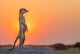 Meerkat-in-sunset
