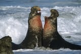 northern-elephant-seal-males-fighting-tim-fitzharris