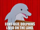 dolphineons