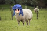 the meep sheep