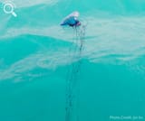ANGARIDeepDive_Portuguese-Man-O-War_PC_Joi-Ito