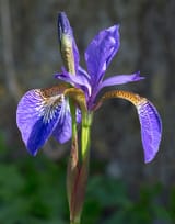 Iris_sanguinea_cultivar,_Wakehurst_Place,_UK_-_Diliff