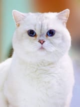 white-british-shorthair-blue-eyes-1208386991-2000-6186840f9fdd49e8814228eda96c216f
