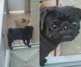 Pug