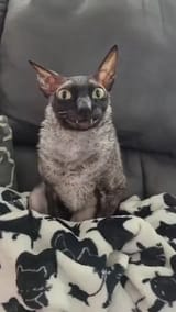 this-cornish-rex-cat