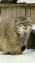 cat-manul-1730599096911643_thumb.jpg