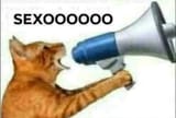 sexo
