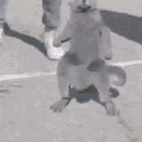 cat-dance
