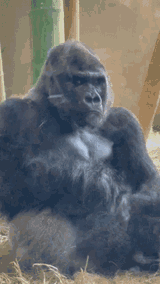 Monkey stare