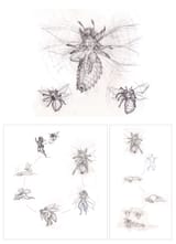 botfly_queen_by_krigg_debp5su