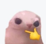 bingus thonk