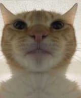 CatStare