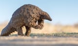 Pangolin