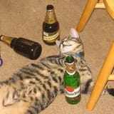 Cute Funny Cats With Top 15 Hilarious Cat Comedies