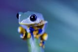 frog