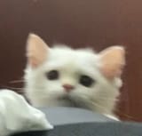 #kittens #cute #aesthetic #heartcore #heart #kdrama #aesthetic #loveyourdog #cats #pink #emotional #cutecat #fyp #foryoupage #foryou #homepage