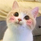 Blushing kitten reaction picture