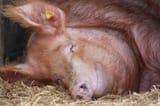 contented-pig-15555939