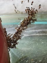 Fireants