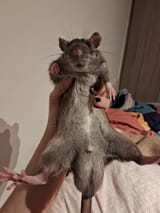 ratballs