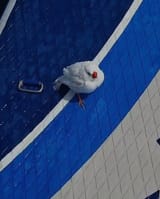 birb