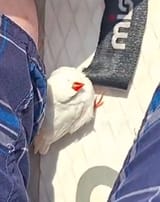birb