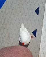 birb