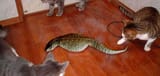 tsuchinoko