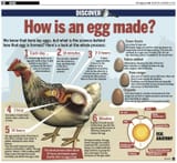 chicken egg